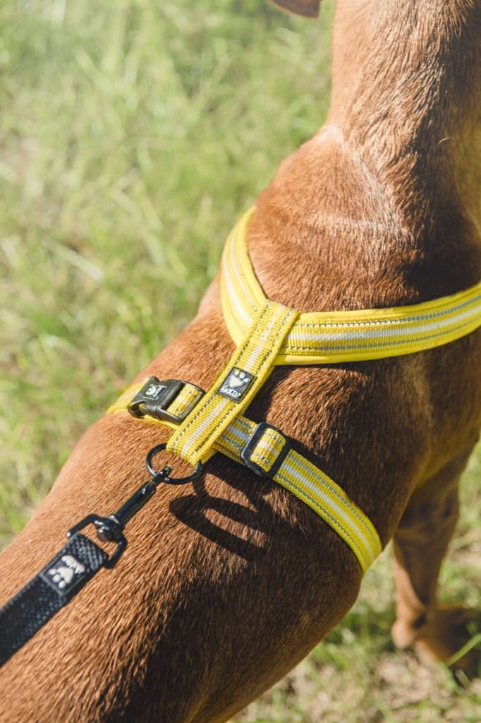 Hurtta Casual Y-Harness ECO, harnais pour chien